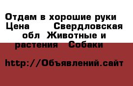 Отдам в хорошие руки › Цена ­ 0 - Свердловская обл. Животные и растения » Собаки   